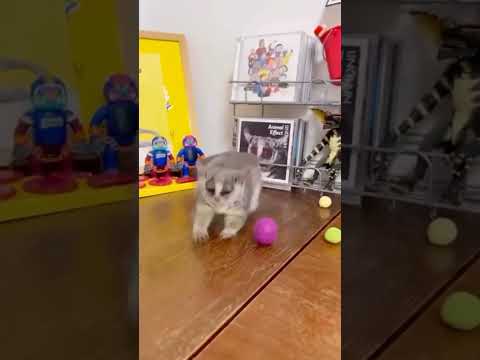 Babys like balls. 😍😁👀🔥 #nature #wildlife #wow #funny #приколы #животные #ball
