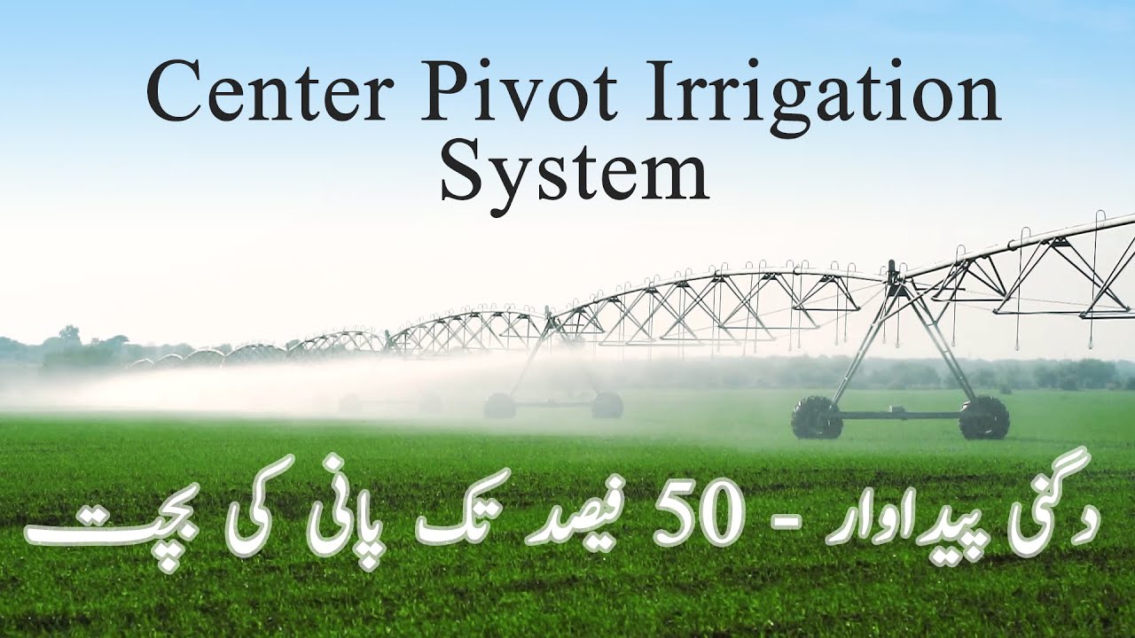 Irrigation of Wheat - Gandum ki 100 Monn Pedawar Ka Jadeed Tareekakar