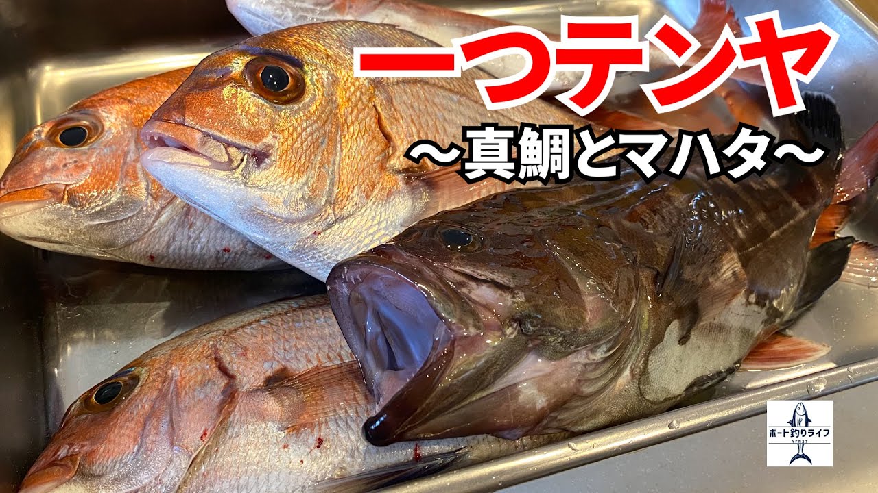 船釣り】一つテンヤでまったり船釣り！エビで真鯛を釣る、ついでに