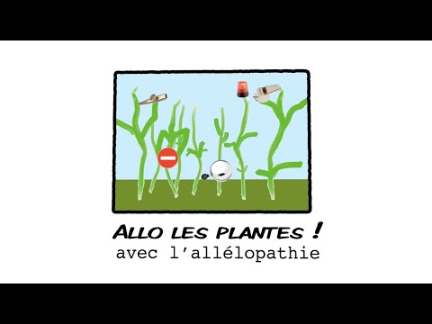 Vidéo: Plantes allélopathiques - Qu'est-ce que l'allélopathie