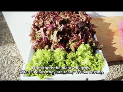 Video: Furrow yog dab tsi - Furrow Method of Planting Gardens