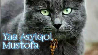 Download Lagu How a Black Cat Breathes New Life into Yaa 'Asyiqol Mustofa: A Stunning Rendition You Can't Miss!\ MP3