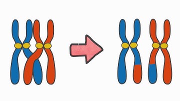 Evolutionary Algorithm for the Travelling Salesperson Problem (Genetic Algorithm)