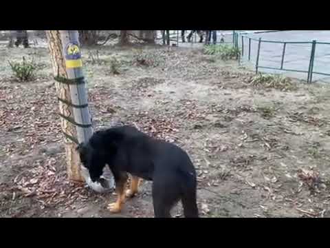 Ukrainian dog update! 🐶 New displaced pet feeding stations were installed by the Hachiko team in Kh