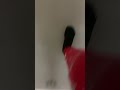 Zero gravity #walkingonthewalls #zerogravity #funny #memes #relatable