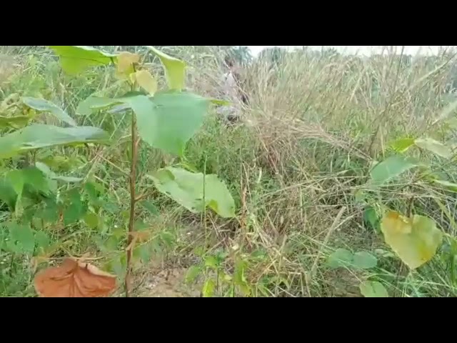 BAYO PALAS Ketangkap Basah Berburu Gabus MONSTER Sendirian di Hutan-hutan😂😂🤣 class=