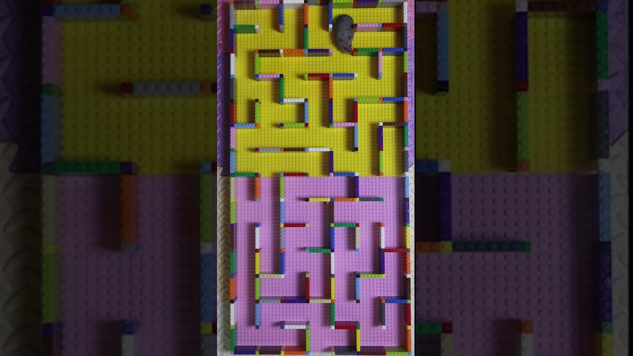 60 seconds hamster race, maze challenge, STEM course