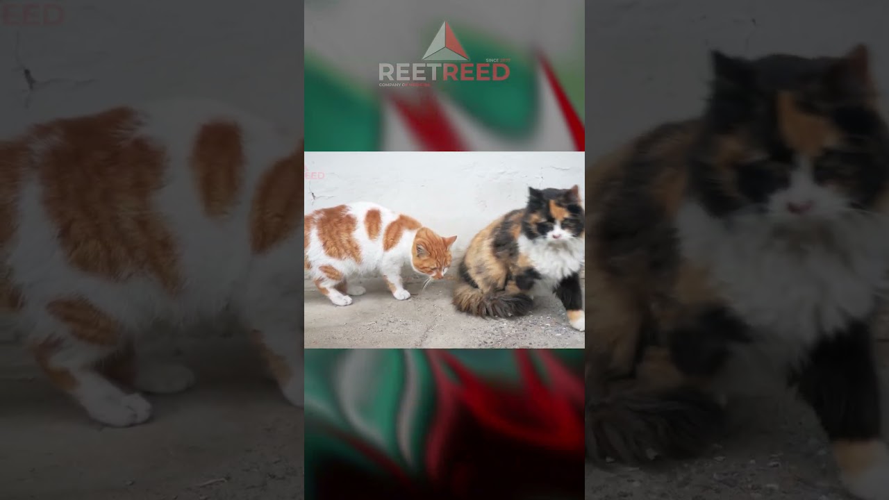 Вомероназальный орган: наше утраченное «шестое чувство»