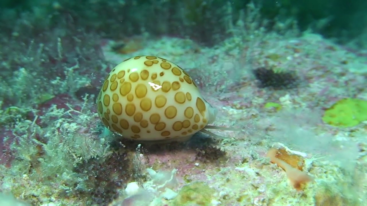 Cypraea mariae