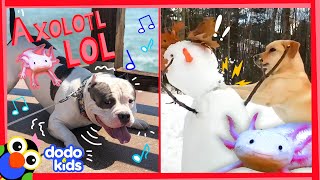 The Axolotls Are Back To Make You Laugh Again Laugh To School Dodo Kids