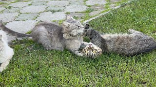 ❤️🐈 #catlovers #catlife #cat #кіт #funnyanimals #funnyanimals #cake #pisica #song by Our cute Cats - Наші милі Котики 559 views 9 days ago 1 minute, 50 seconds