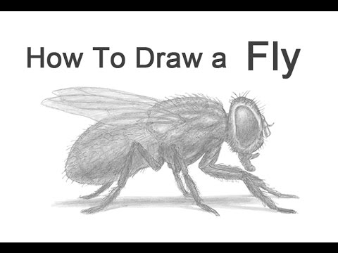 Video: How To Draw A Fly With A Pencil Step By Step