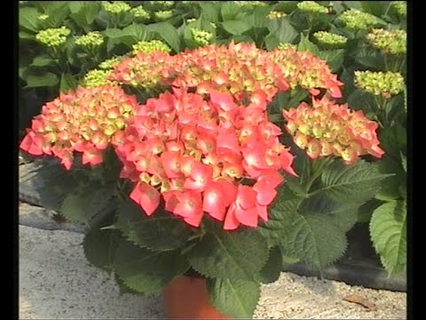 HORTENSIA Y GARDENIA - YouTube