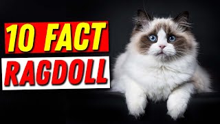 10 Amazing Facts About Ragdoll Cats That Will Blow Your Mind