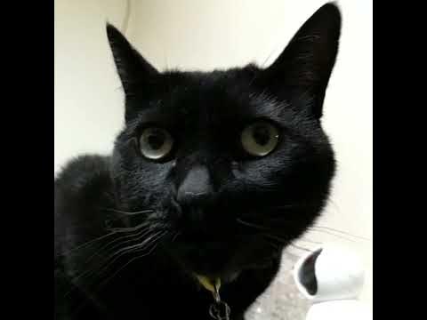 黒猫 オフコース を歌う 歌う黒猫 尾張に着いた歌 オフコース さよなら Shorts Ver 黒猫日記 381日目 Youtube