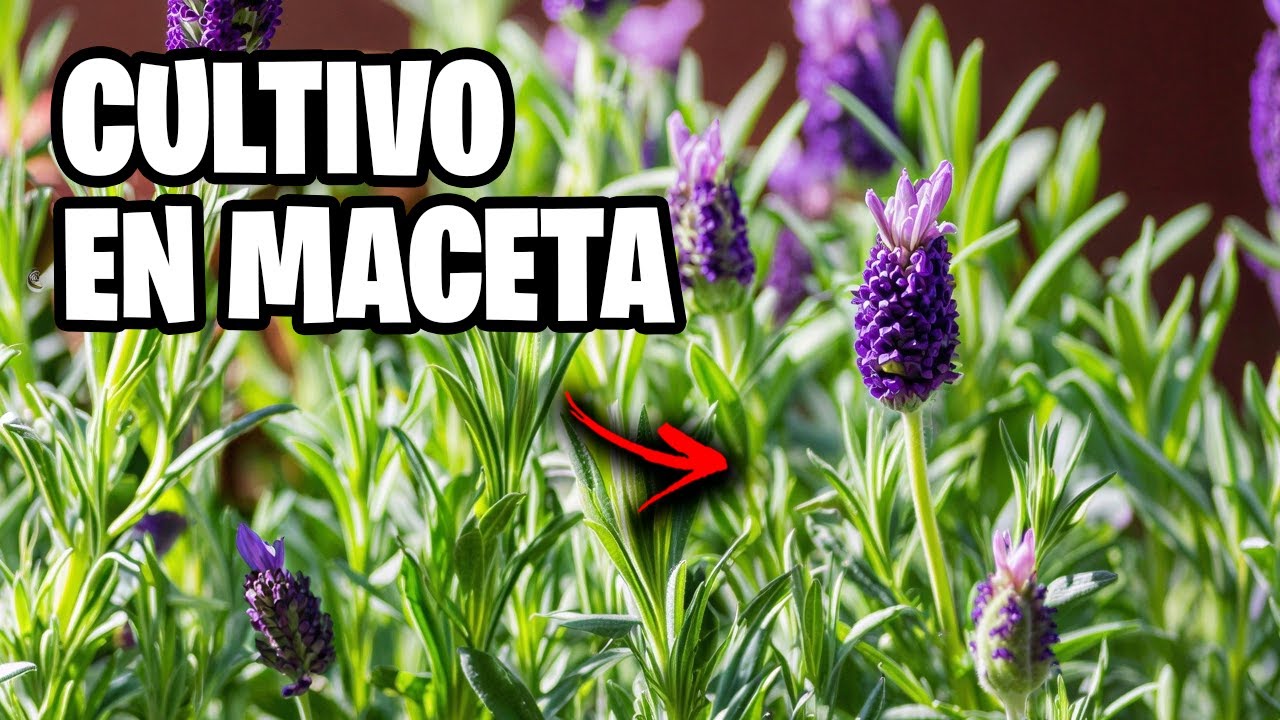 Cómo Plantar ROMERO y LAVANDA en Maceta 🌿 | Cuidados, Poda y Riego