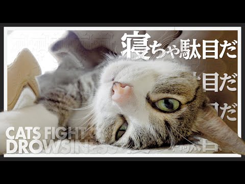 寝ちゃ駄目だ猫