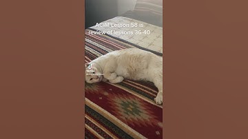 A Course in Miracles Lesson 58 of 365 #acim #cat #miracles #illusion #holy #peace