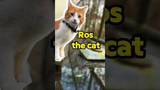 Ros' Cat Vlogs Season 1 (Shorts Compilation)