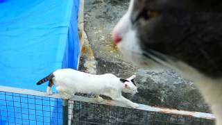 Cat leaving his neighbour/lover going to another country