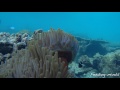 Maldives Marine Lab Diary - The clownfish