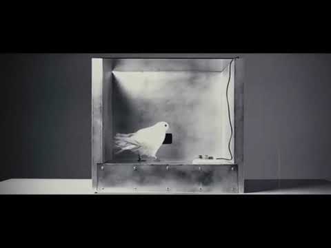 Video: Güvercinlerle Ilgili Halk Alametleri Ve Batıl Inançları