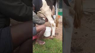 പാൽ കറവ കണ്ട് പശുവിനെ വാങ്ങി|buying milking cows from bangalore