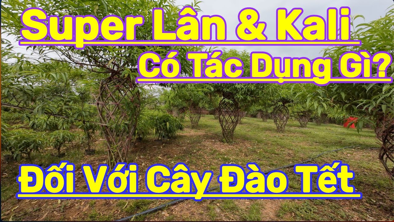 Tác Dụng của Super Lân + Kali khi bón cho cây đào tết vào tháng 8 AL