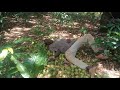 Ukienda Mashugli Na Mjamaa Then Akuache Kwa Ngori 
