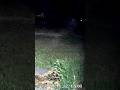 fox cat