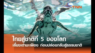 เต่ามะเฟืองสู่ธรรมชาติ ไทยขึ้นแท่น 1 ใน 5 ของโลก เลี้ยงลูกเต่ามะเฟืองได้สำเร็จ