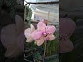 Orquideas en floración.