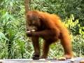 Orang Utan Baby in Borneo / Kalimantan