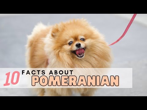 Video: 8 Skäl Att Köpa En Pomeranian