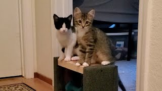 Sammi and Dean: Two Little Kittens Enjoying Each Other's Company