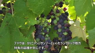 アレグリア／ル－ジュ正規取扱店【西山屋】公式通販