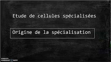 Comment un même génotype peut être à l'origine de cellule spécialisée ?