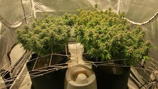 Wedding Cake Grow - Day 49 of Flower!