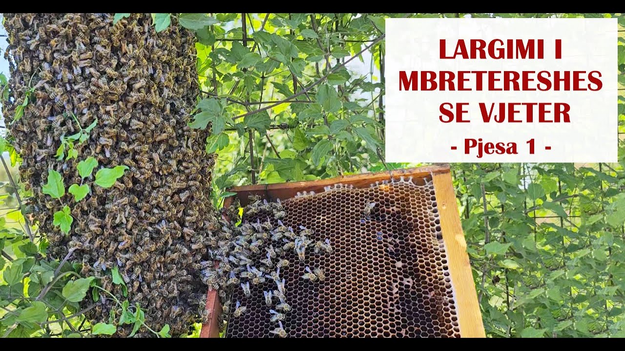 Largimi i mbretereshes se vjeter !