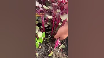 Fresh red spinach harvesting skills #farming #shorts