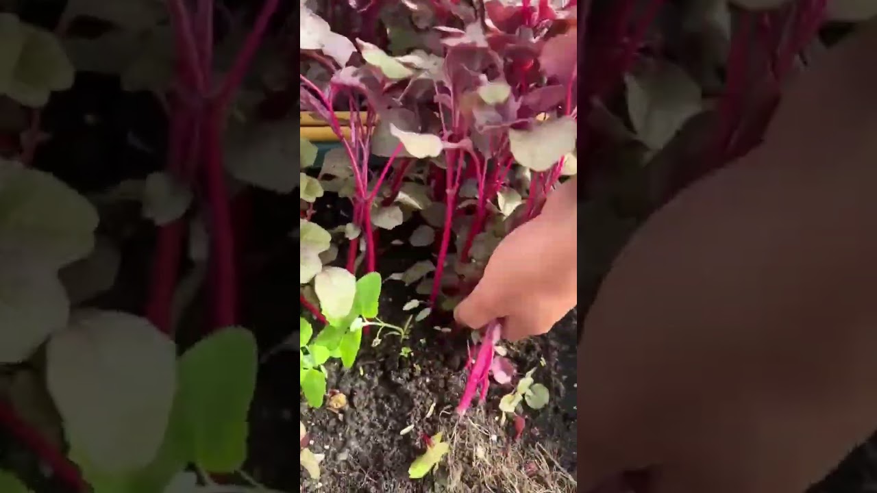 Fresh red spinach harvesting skills 