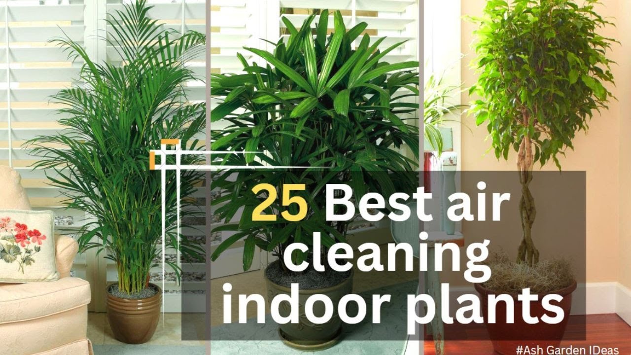 Top 25 best indoor plants for clean air air purifying indoor plants