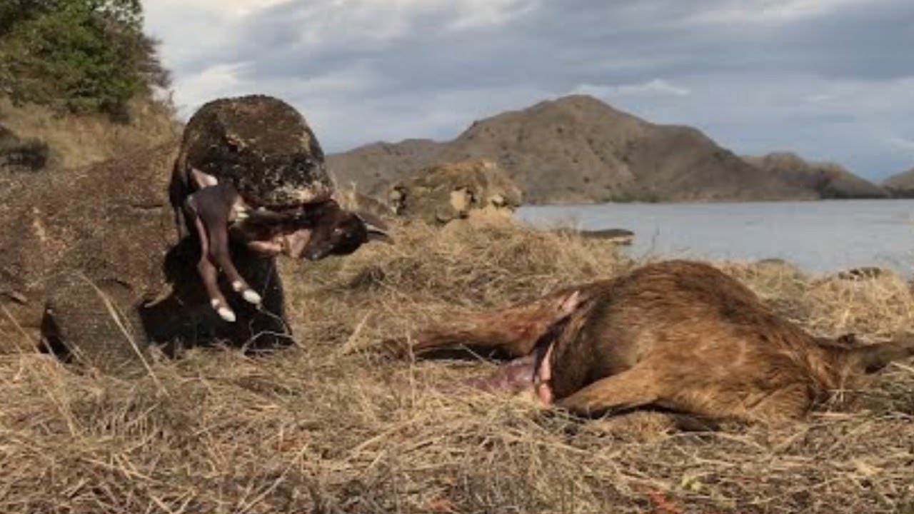 OMG 😱 Komodo Pounces On Lambs And Swallows Goats || Full vidio