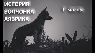 История волка Аяврика часть I История волка Аяврика часть I