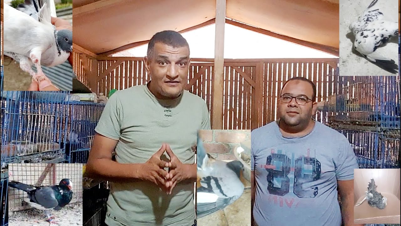 ليه الطيور بتتكسح أو تعرج أو جناحتها تسقط؟ مشاكل غريبة ونصيحة لوجه الله ركز لأخر الحلقة ...كلام جديد