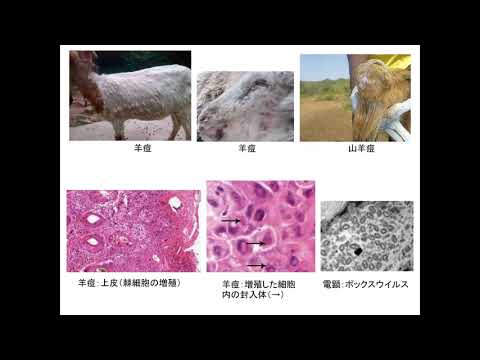 動物感染症12回の1緬羊と山羊のウイルス感染症 edit