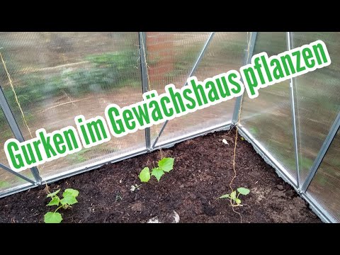 Video: Schema zum Pflanzen von Gurken in einem Gewächshaus, in einem Gewächshaus, im Boden und auf einem Spalier. Wie werden Gurken gepflanzt?