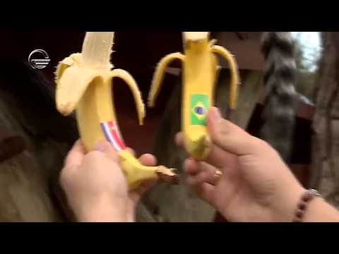 მსოფლიო ჩემიონატის ციებ-ცხელება