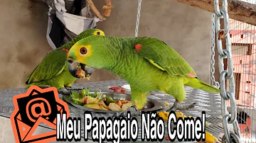 Quando o papagaio filhote não quer comer?