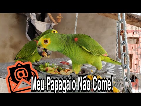 Vídeo: Por Que O Papagaio Não Come